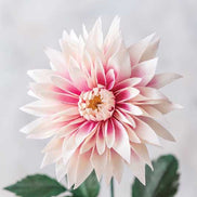 Crafting Paper Flowers - Emily Paluska - Book